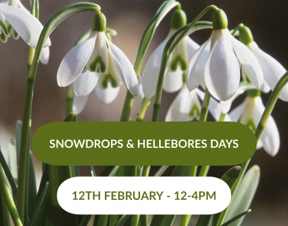 Snowdrops & Hellebores Days - 12th February