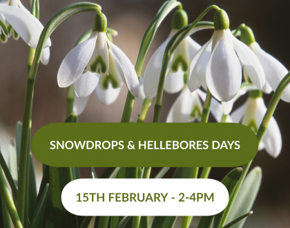 Snowdrops & Hellebores Days - 15th February