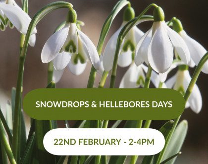 Snowdrops & Hellebores Days - 22nd February