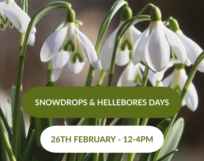Snowdrops & Hellebores Days - 26th February