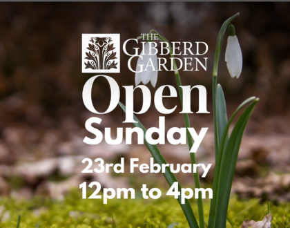 Snowdrops & Hellebores - 23rd February