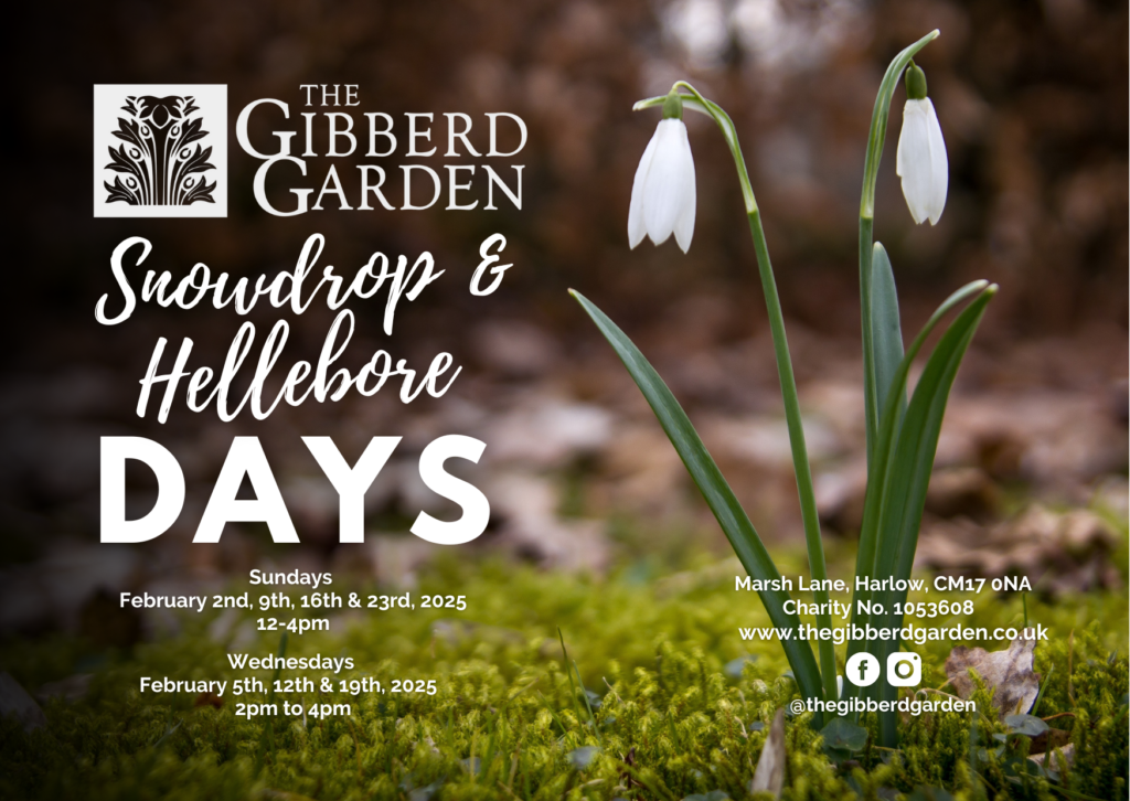 Picture of snowdrops at The Gibberd Garden and text about the Snowdrops and Hellebores events in February.