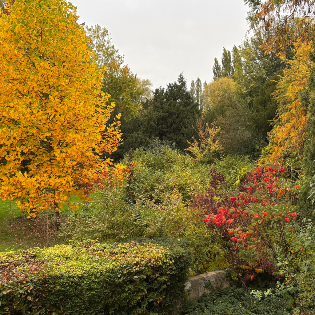 Website Images